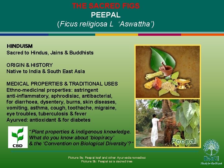 THE SACRED FIGS PEEPAL (Ficus religiosa L ‘Aswattha’) HINDUISM Sacred to Hindus, Jains &