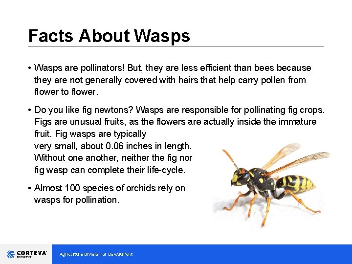 Facts About Wasps __________________________________ • Wasps are pollinators! But, they are less efficient than