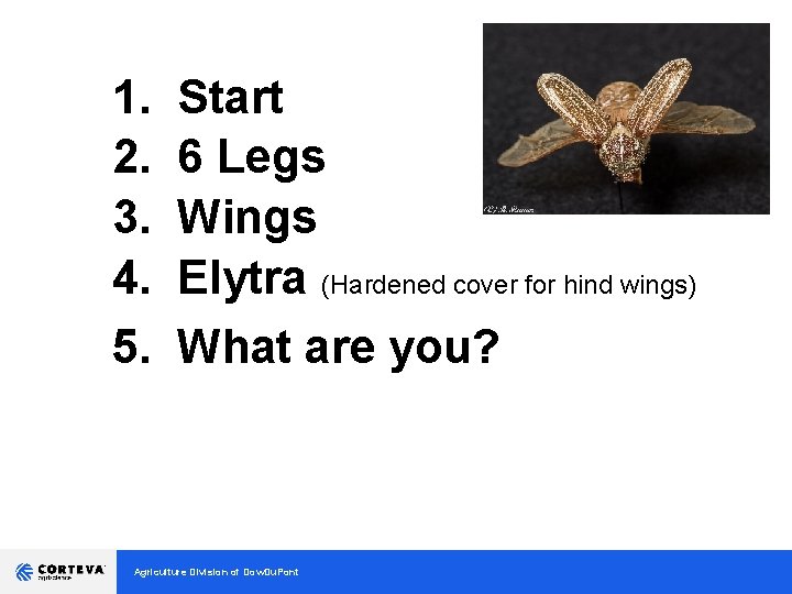 1. 2. 3. 4. 5. Start 6 Legs Wings Elytra (Hardened cover for hind