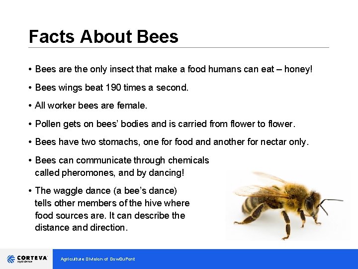 Facts About Bees __________________________________ • Bees are the only insect that make a food