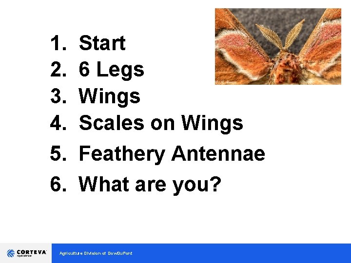 1. 2. 3. 4. 5. 6. Start 6 Legs Wings Scales on Wings Feathery