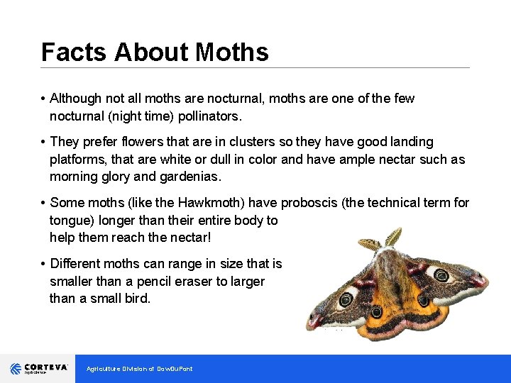 Facts About Moths __________________________________ • Although not all moths are nocturnal, moths are one