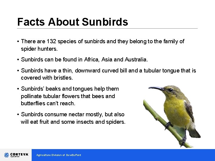 Facts About Sunbirds __________________________________ • There are 132 species of sunbirds and they belong