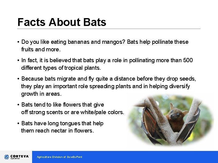 Facts About Bats __________________________________ • Do you like eating bananas and mangos? Bats help