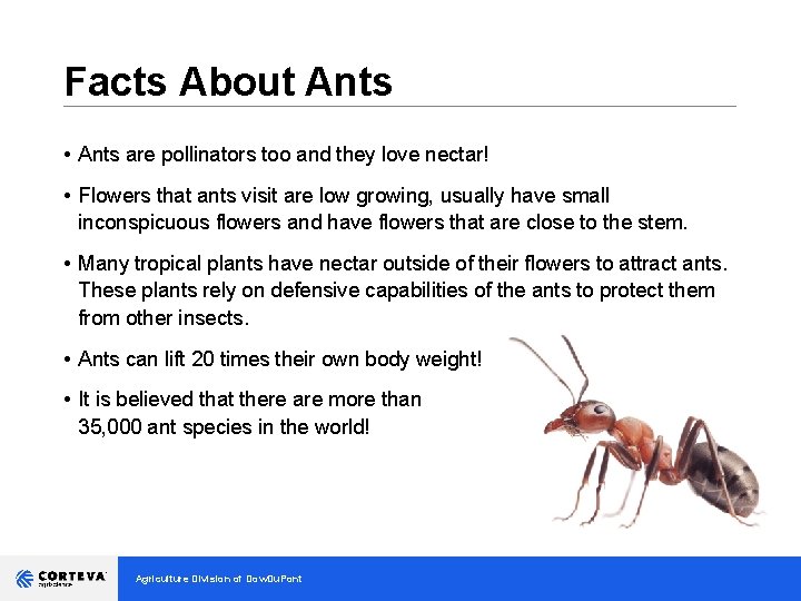 Facts About Ants __________________________________ • Ants are pollinators too and they love nectar! •