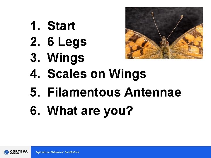 1. 2. 3. 4. 5. 6. Start 6 Legs Wings Scales on Wings Filamentous