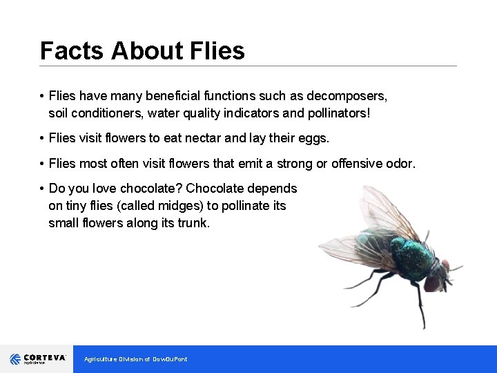 Facts About Flies __________________________________ • Flies have many beneficial functions such as decomposers, soil