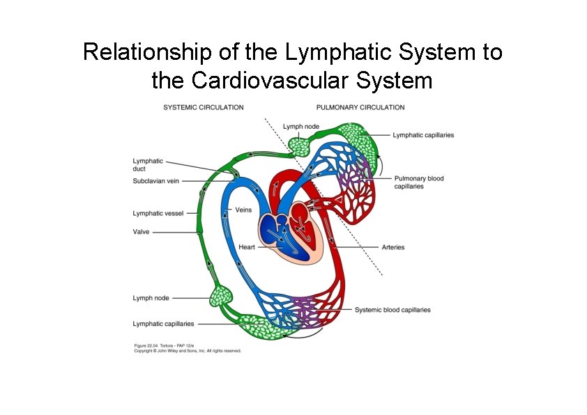 Relationship of the Lymphatic System to the Cardiovascular System 