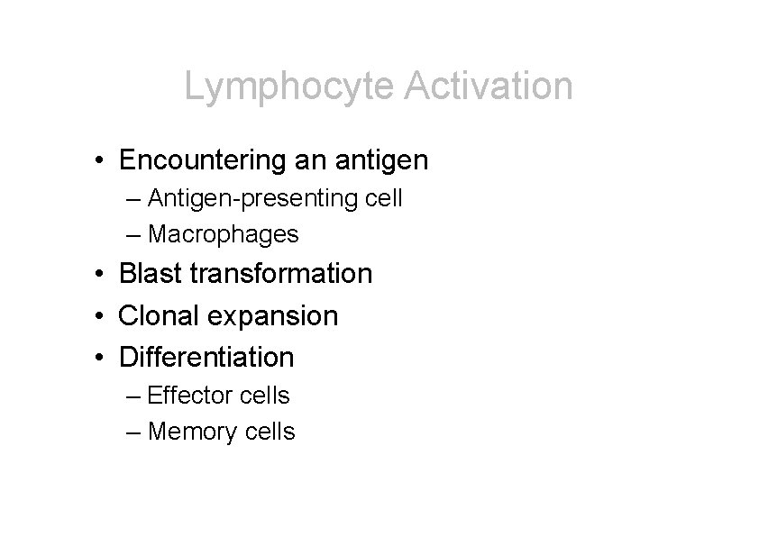 Lymphocyte Activation • Encountering an antigen – Antigen-presenting cell – Macrophages • Blast transformation