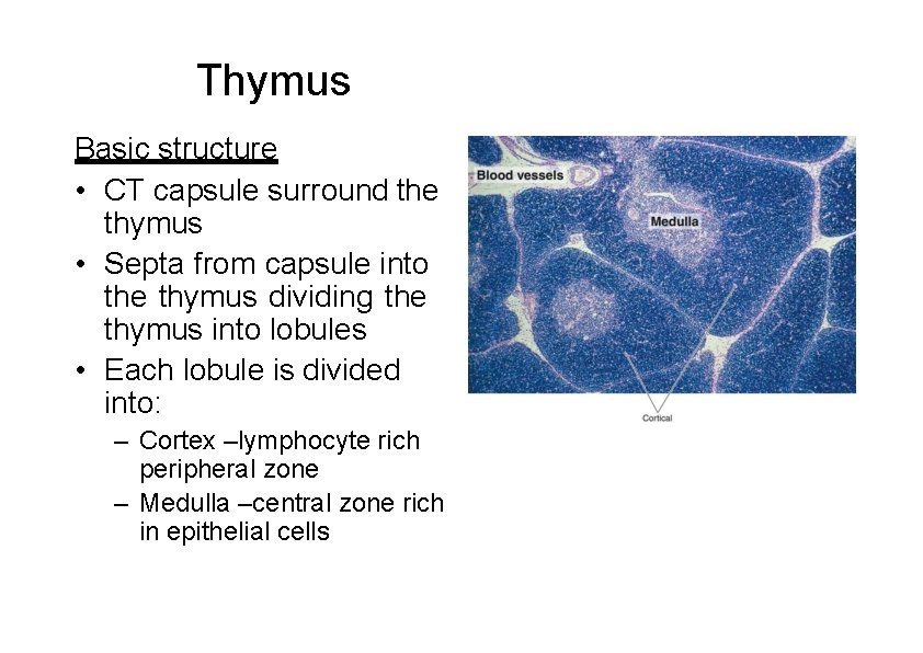 Thymus Basic structure • CT capsule surround the thymus • Septa from capsule into