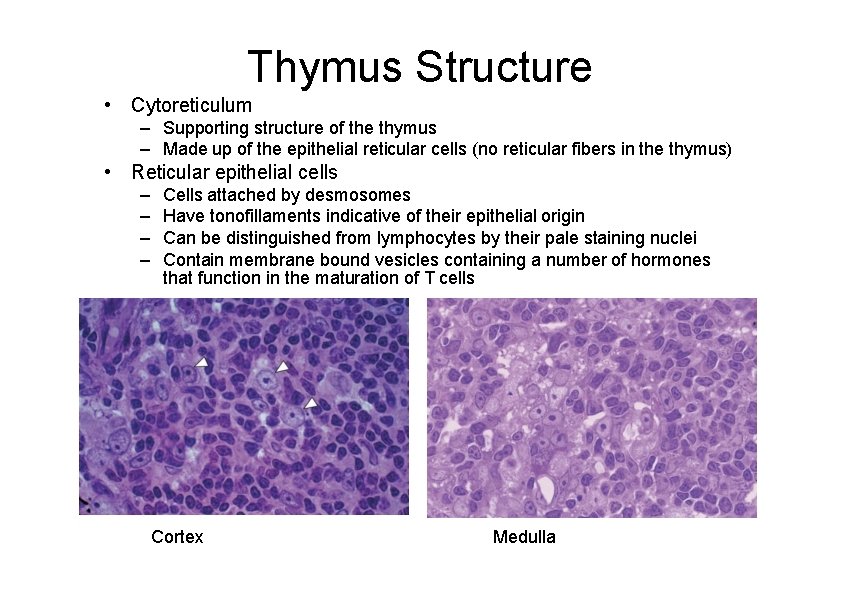 Thymus Structure • Cytoreticulum – Supporting structure of the thymus – Made up of