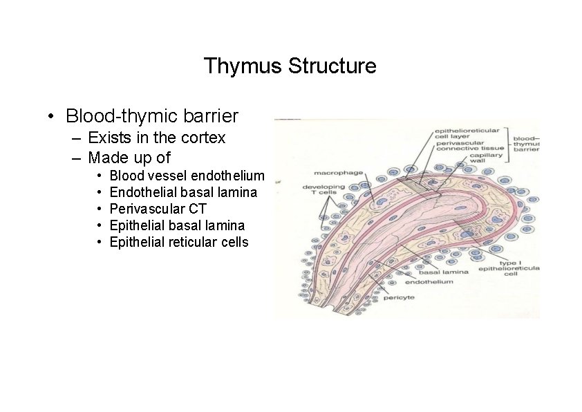 Thymus Structure • Blood-thymic barrier – Exists in the cortex – Made up of