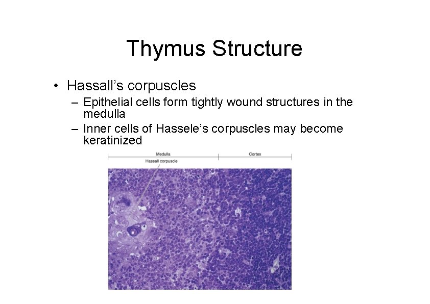 Thymus Structure • Hassall’s corpuscles – Epithelial cells form tightly wound structures in the