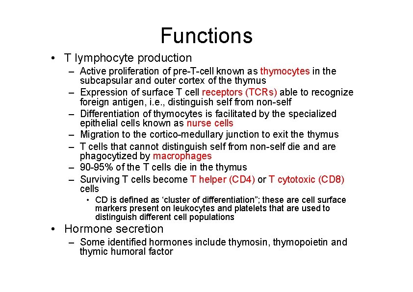 Functions • T lymphocyte production – Active proliferation of pre-T-cell known as thymocytes in