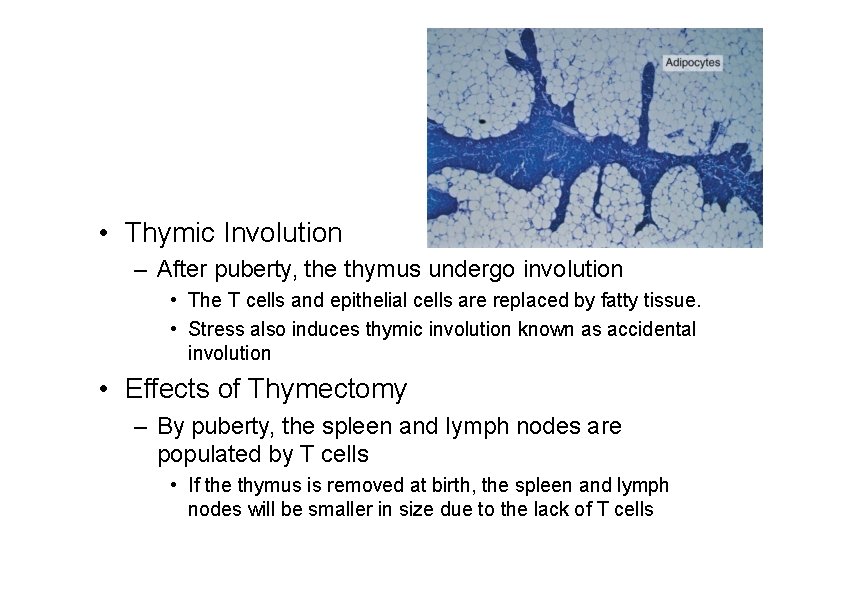  • Thymic Involution – After puberty, the thymus undergo involution • The T