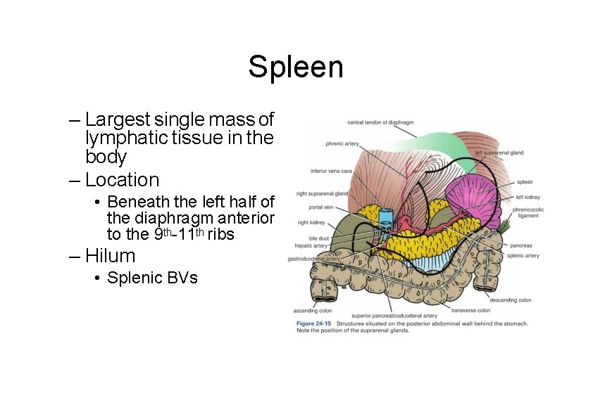 Spleen – Largest single mass of lymphatic tissue in the body – Location •