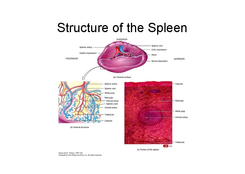 Structure of the Spleen 