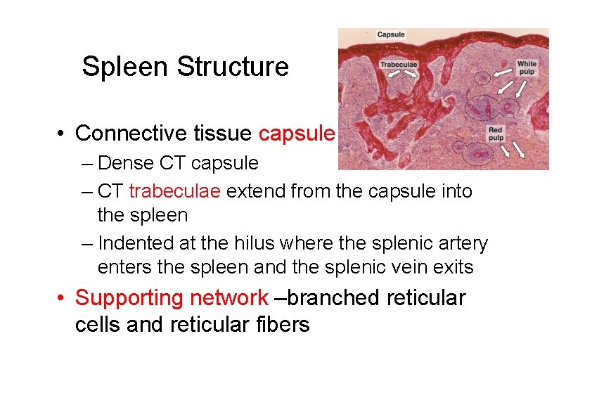 Spleen Structure • Connective tissue capsule – Dense CT capsule – CT trabeculae extend