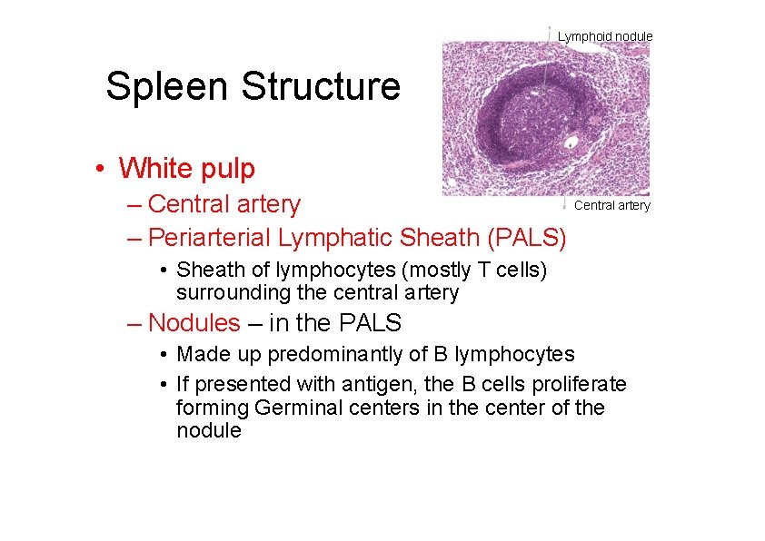 Lymphoid nodule Spleen Structure • White pulp Central artery – Periarterial Lymphatic Sheath (PALS)