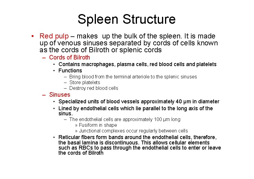 Spleen Structure • Red pulp – makes up the bulk of the spleen. It