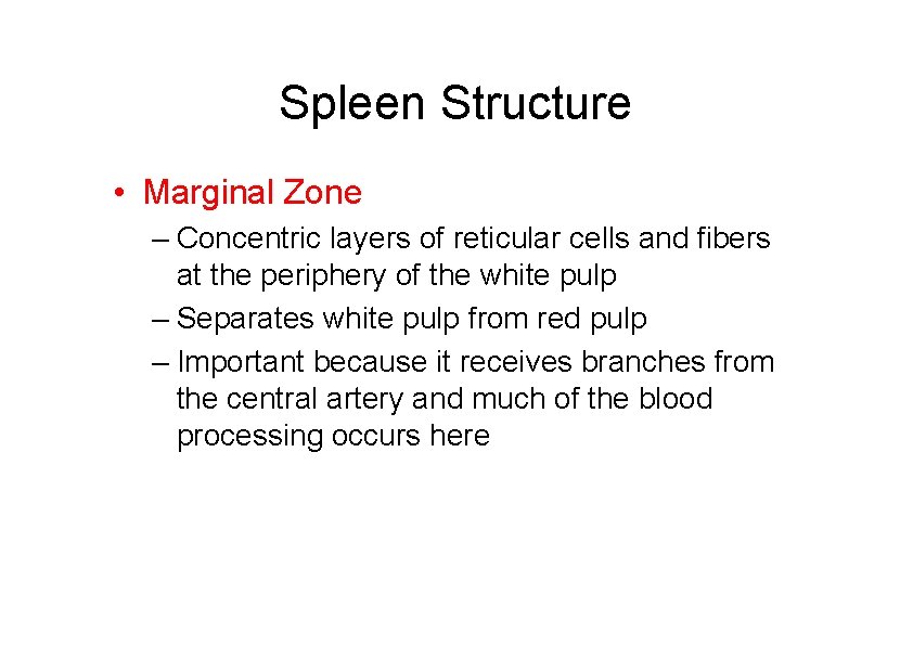 Spleen Structure • Marginal Zone – Concentric layers of reticular cells and fibers at