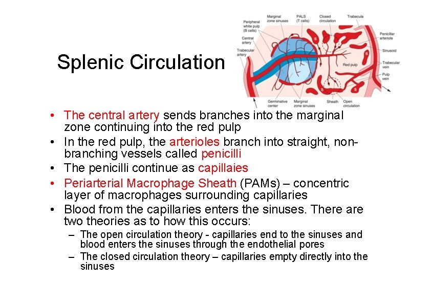 Splenic Circulation • The central artery sends branches into the marginal zone continuing into