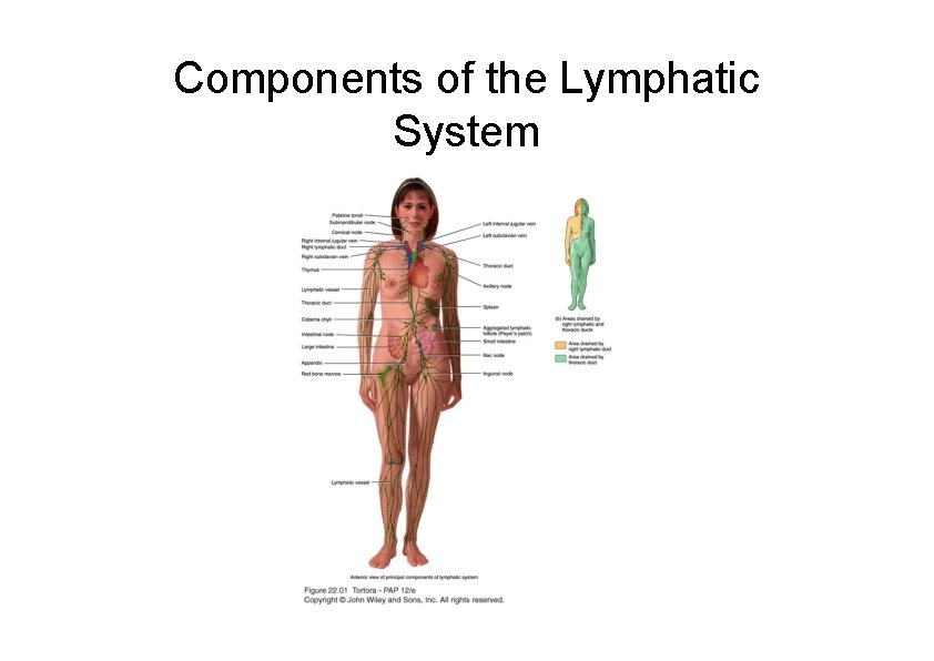 Components of the Lymphatic System 