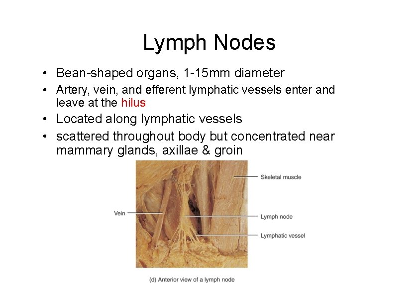 Lymph Nodes • Bean-shaped organs, 1 -15 mm diameter • Artery, vein, and efferent