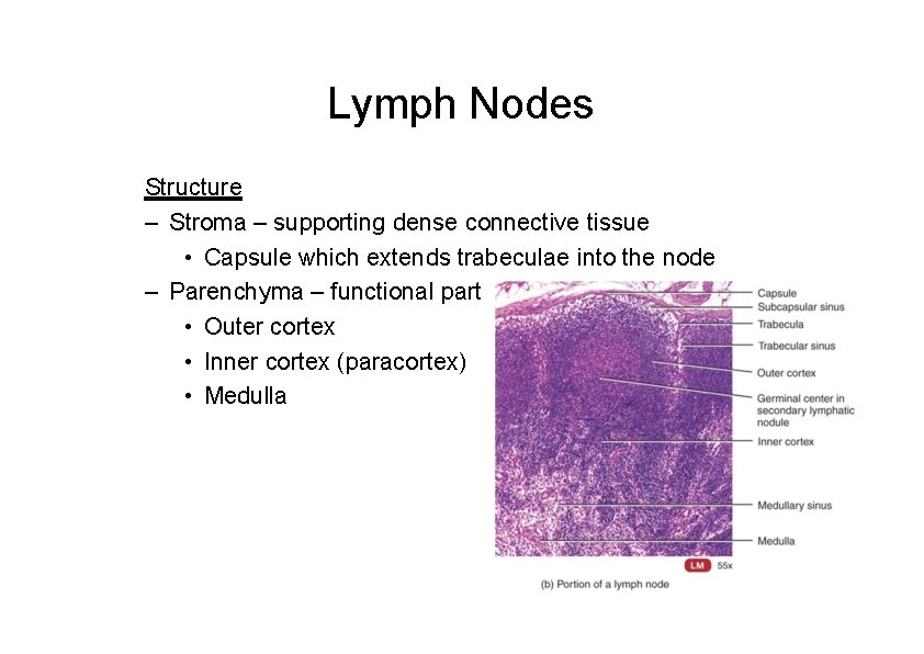 Lymph Nodes Structure – Stroma – supporting dense connective tissue • Capsule which extends