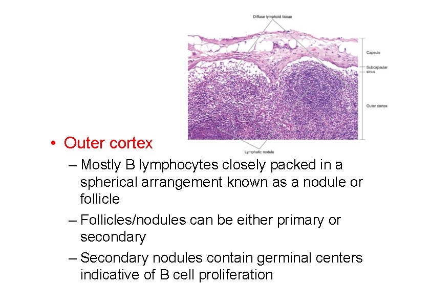  • Outer cortex – Mostly B lymphocytes closely packed in a spherical arrangement