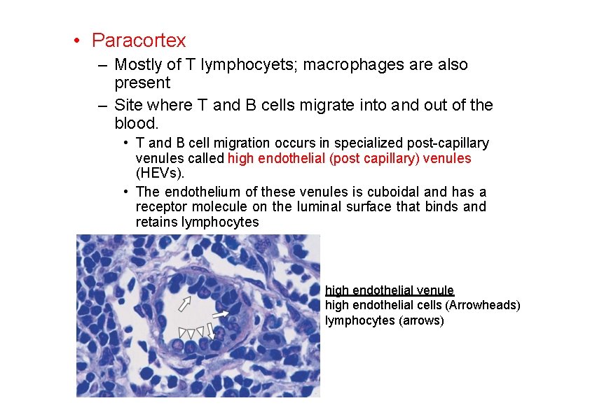  • Paracortex – Mostly of T lymphocyets; macrophages are also present – Site