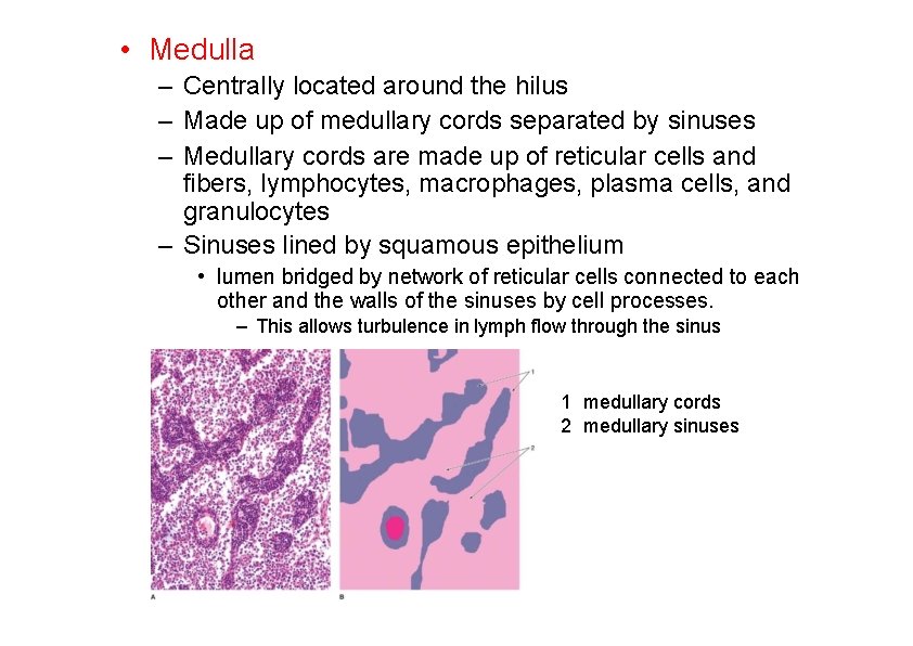  • Medulla – Centrally located around the hilus – Made up of medullary