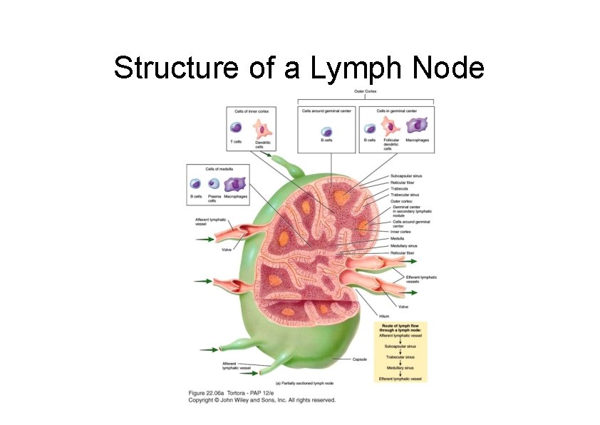 Structure of a Lymph Node 