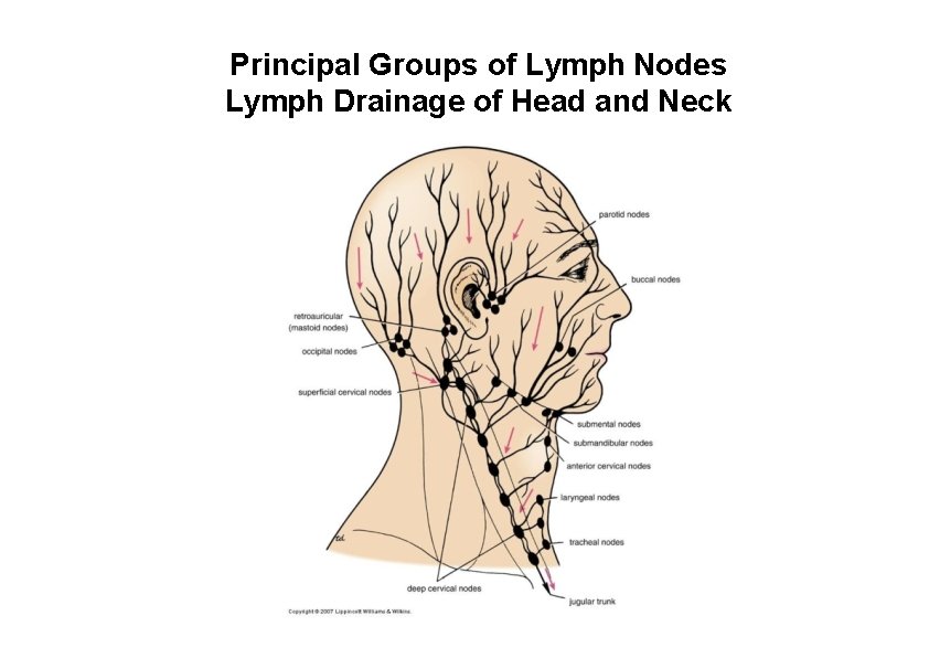 Principal Groups of Lymph Nodes Lymph Drainage of Head and Neck 