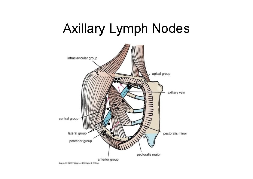 Axillary Lymph Nodes 