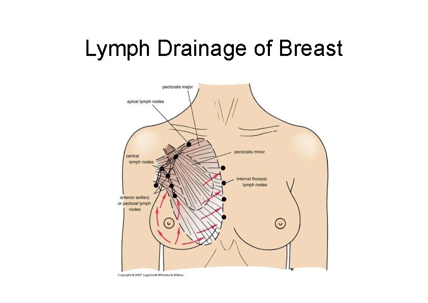 Lymph Drainage of Breast 