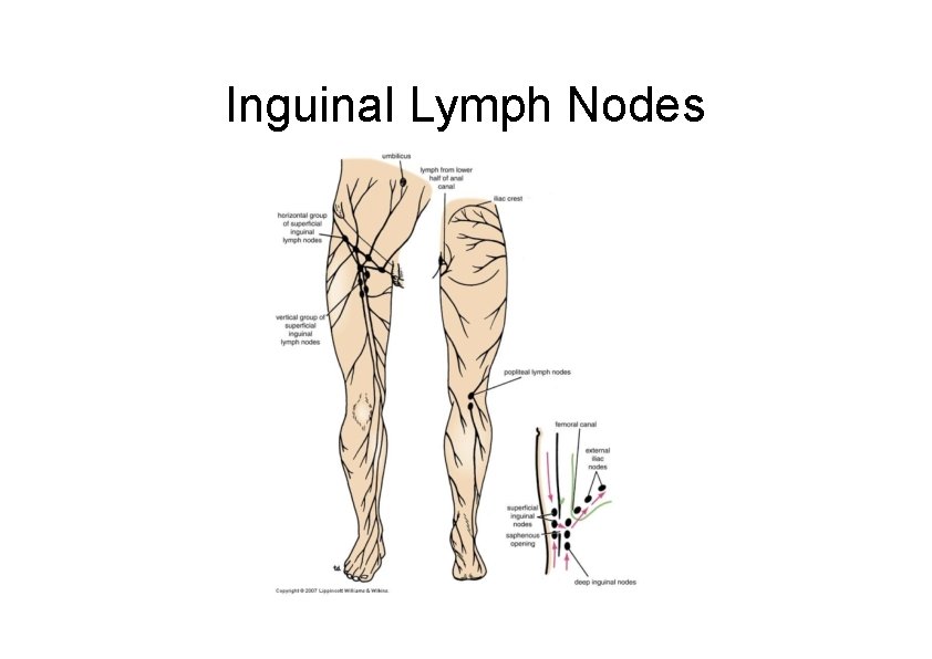 Inguinal Lymph Nodes 