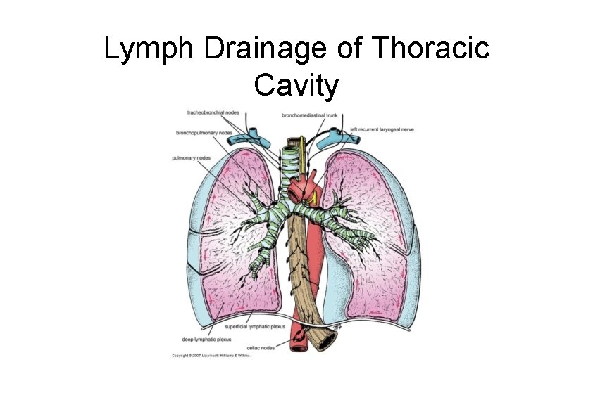 Lymph Drainage of Thoracic Cavity 