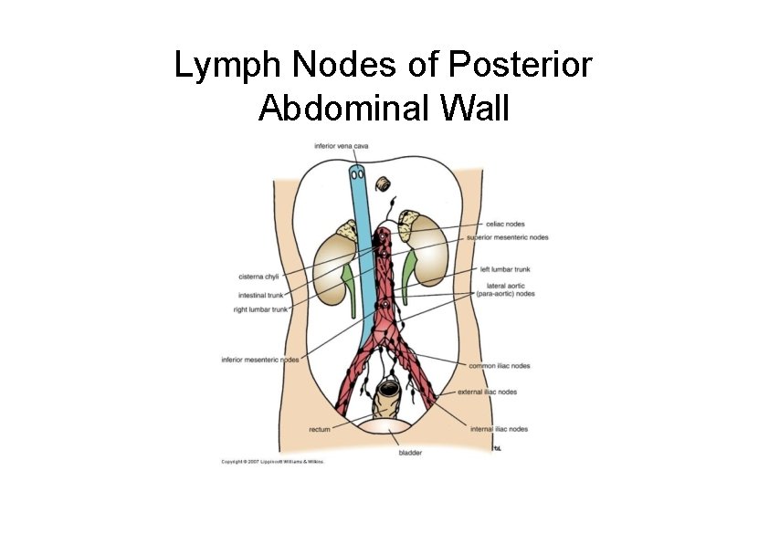 Lymph Nodes of Posterior Abdominal Wall 