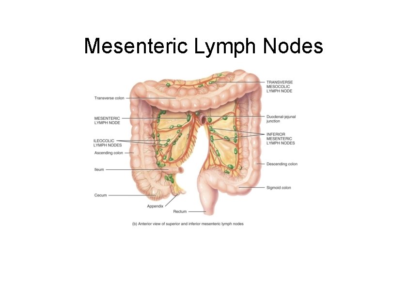 Mesenteric Lymph Nodes 