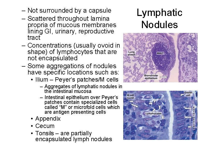 – Not surrounded by a capsule – Scattered throughout lamina propria of mucous membranes