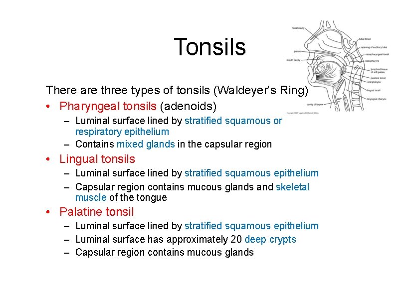 Tonsils There are three types of tonsils (Waldeyer’s Ring) • Pharyngeal tonsils (adenoids) –