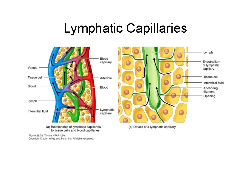 Lymphatic Capillaries 