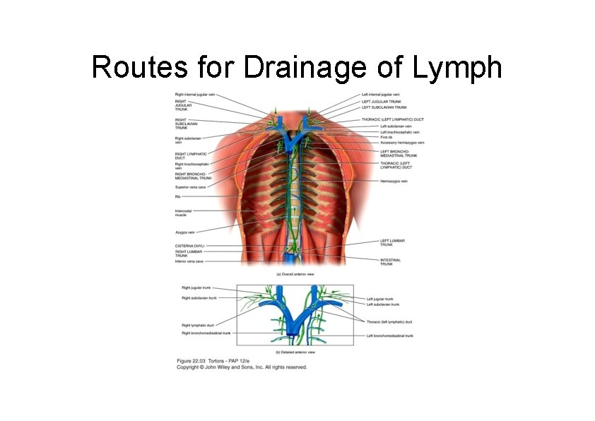 Routes for Drainage of Lymph 