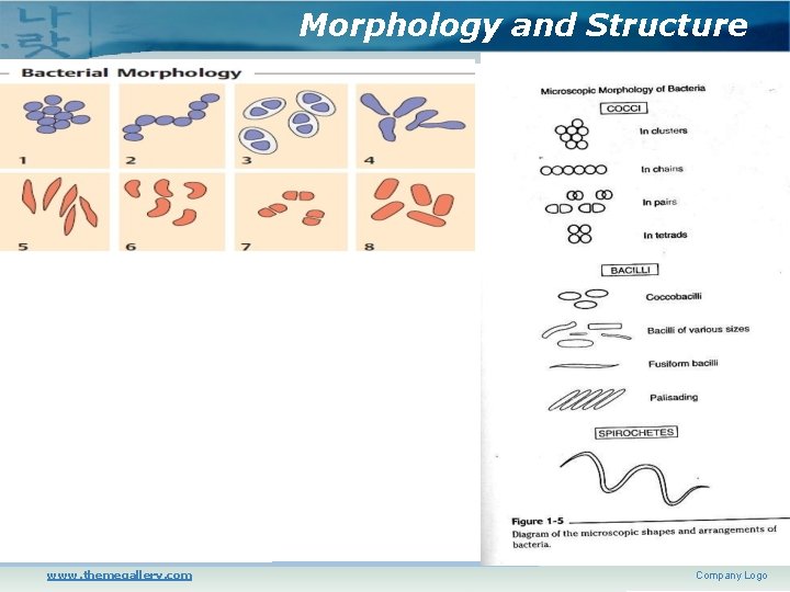 Morphology and Structure www. themegallery. com Company Logo 