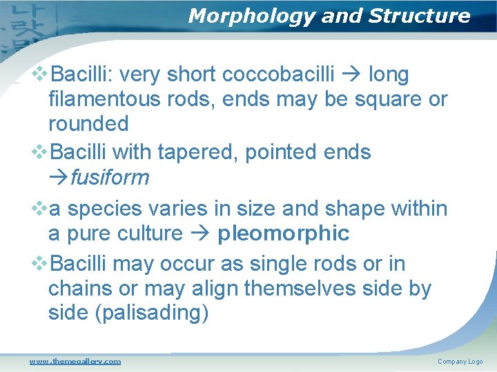Morphology and Structure Bacilli: very short coccobacilli long filamentous rods, ends may be square