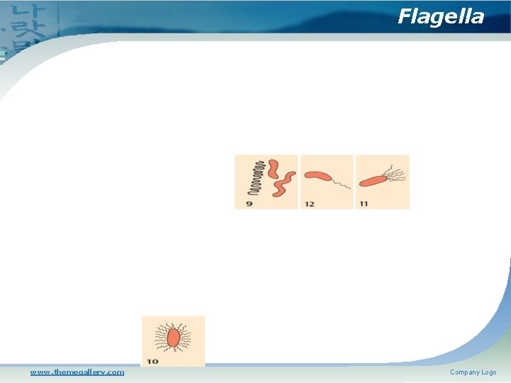 Flagella www. themegallery. com Company Logo 