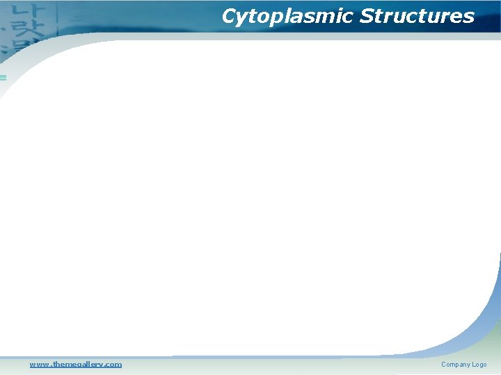 Cytoplasmic Structures www. themegallery. com Company Logo 