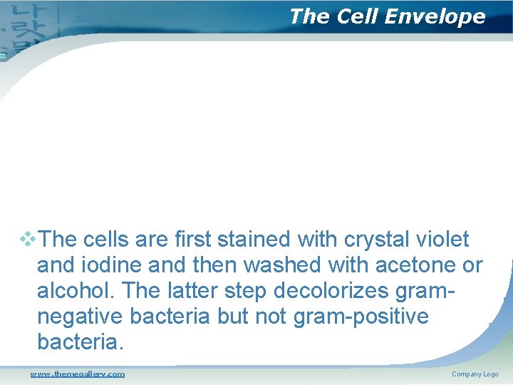 The Cell Envelope The cells are first stained with crystal violet and iodine and