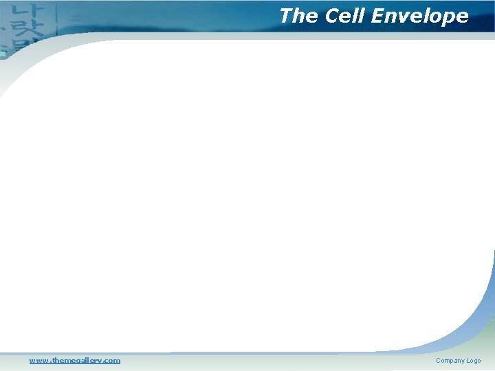 The Cell Envelope www. themegallery. com Company Logo 